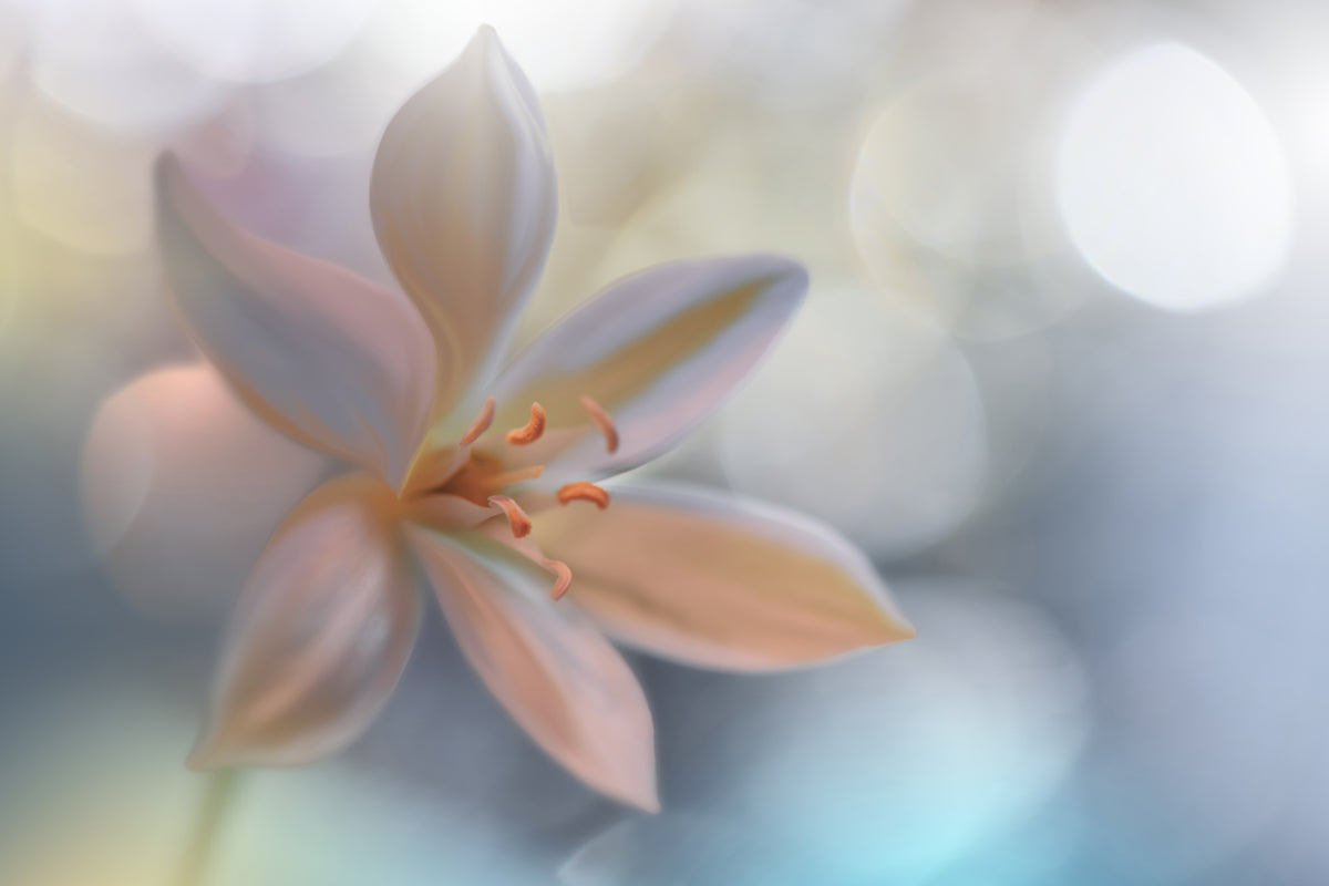 canvas-print-metamorphosis-x