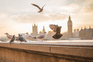 framedposter-print-the-pigeons-on-the-roof