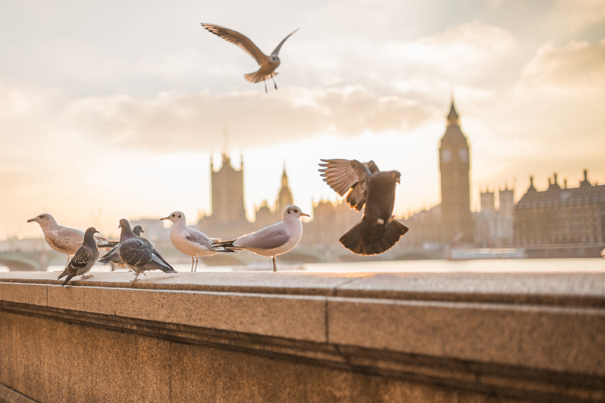 framedposter-print-the-pigeons-on-the-roof