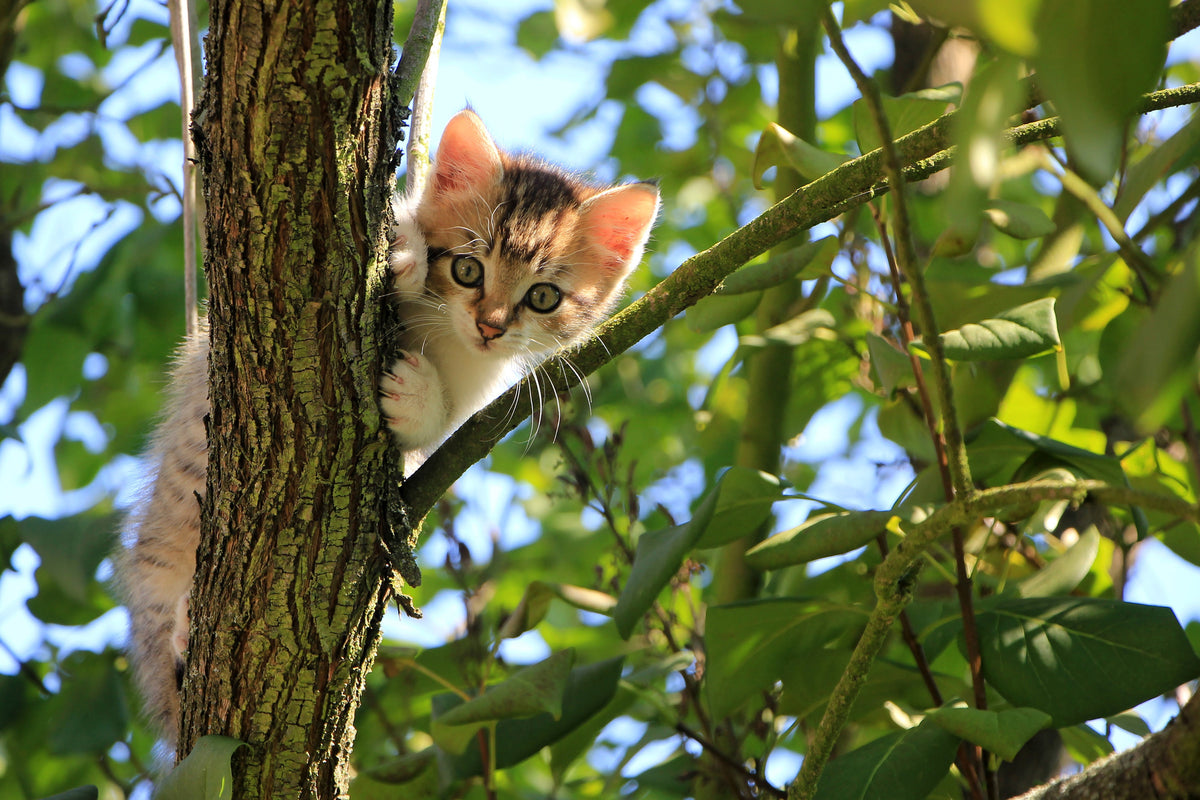 framedposter-print-cute-cat-child