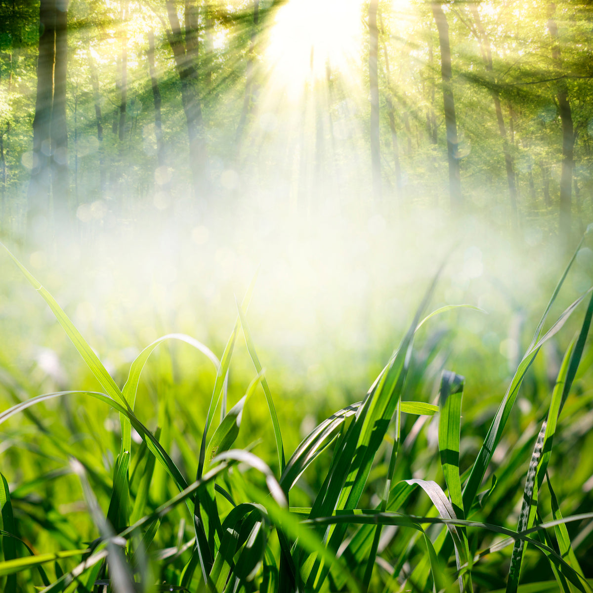 canvas-print-magic-forest