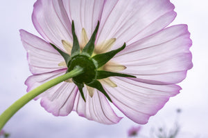 3-piece-canvas-print-the-cosmos-flower