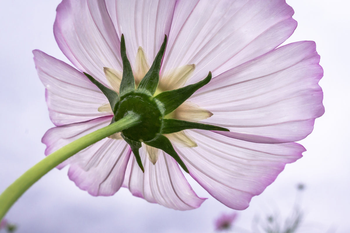 3-piece-canvas-print-the-cosmos-flower