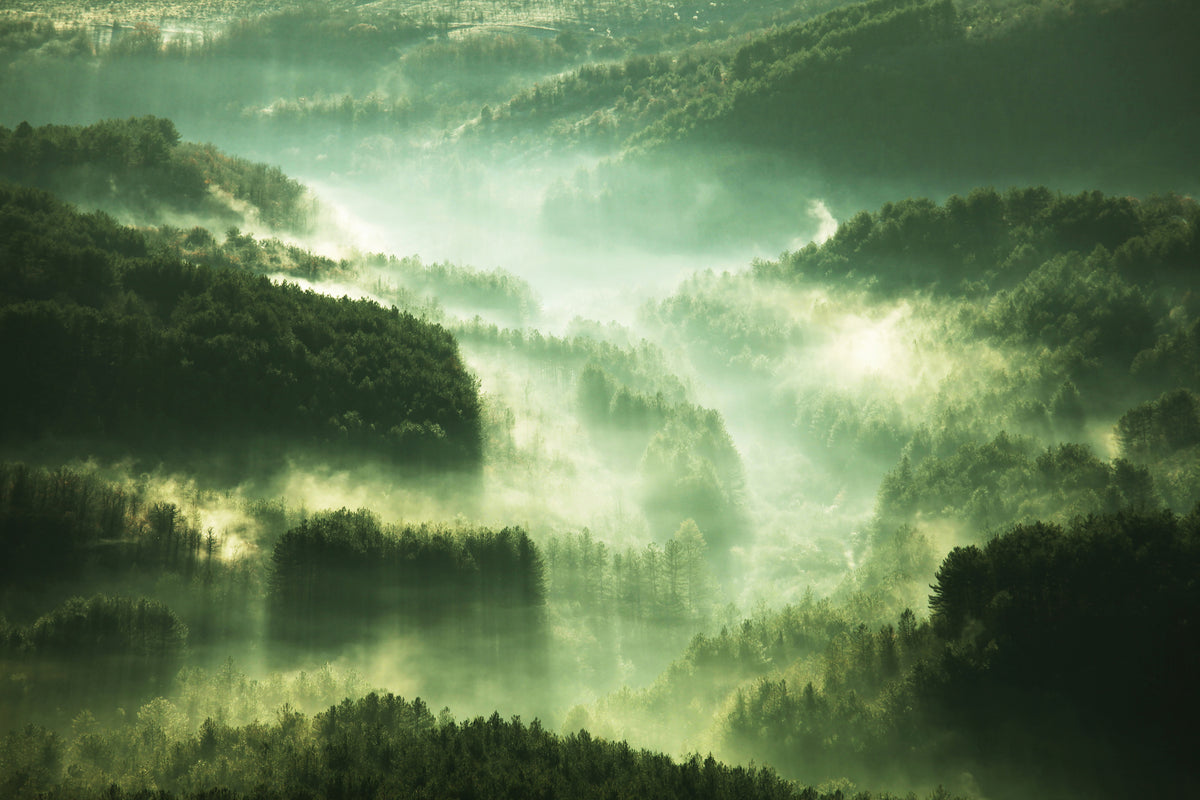 aluminium-print-over-the-woods