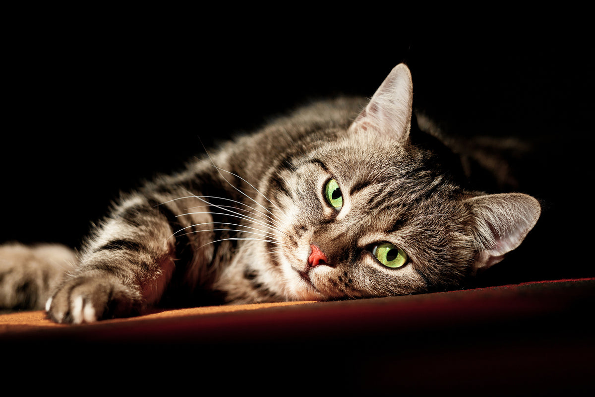 framedcanvas-print-relaxed-cat