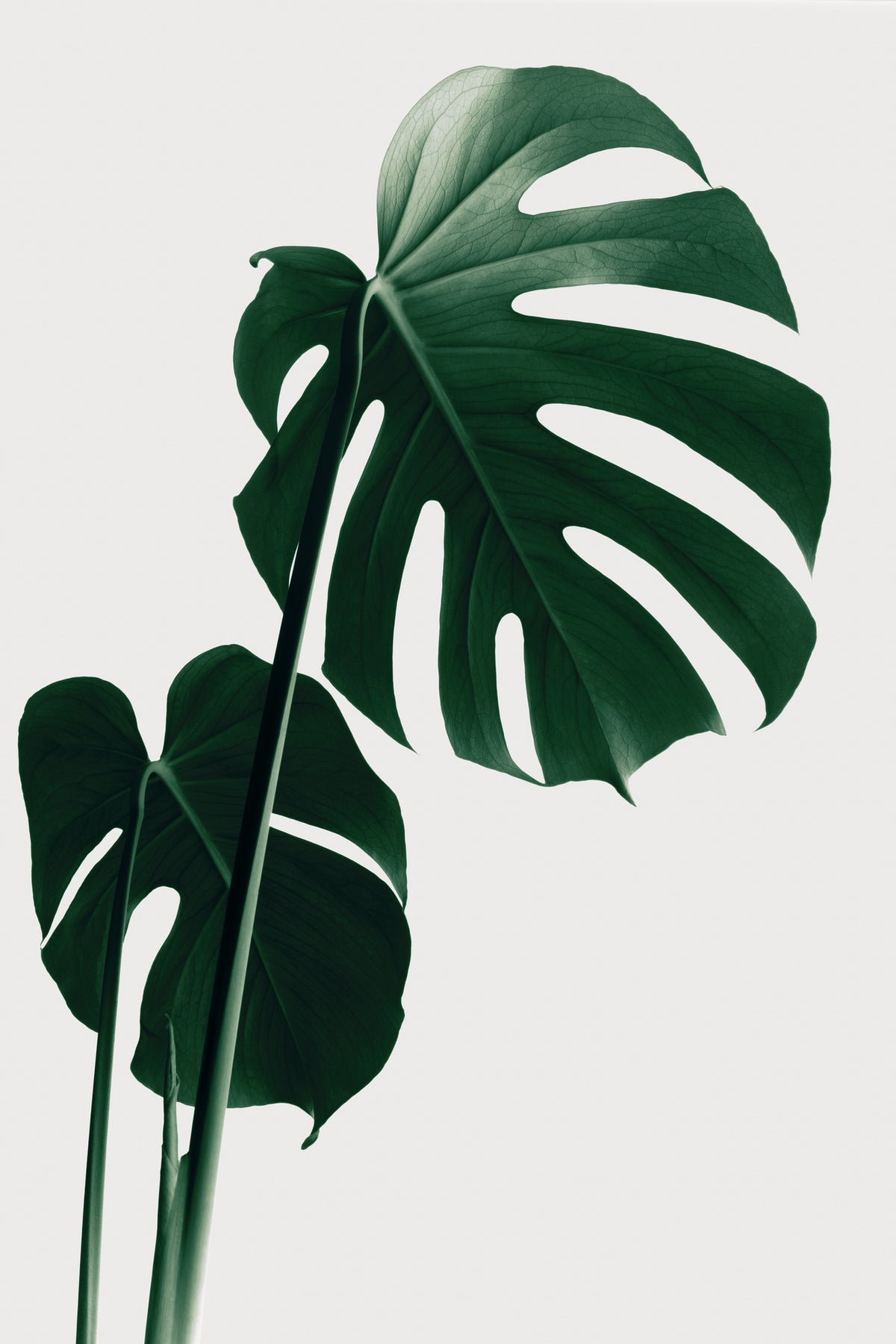framedposter-print-monstera-natural-16