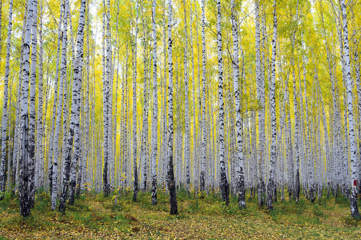3-piece-canvas-print-autumnal-birch-forest