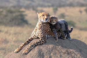 acrylic-print-cheetah-and-cup-x