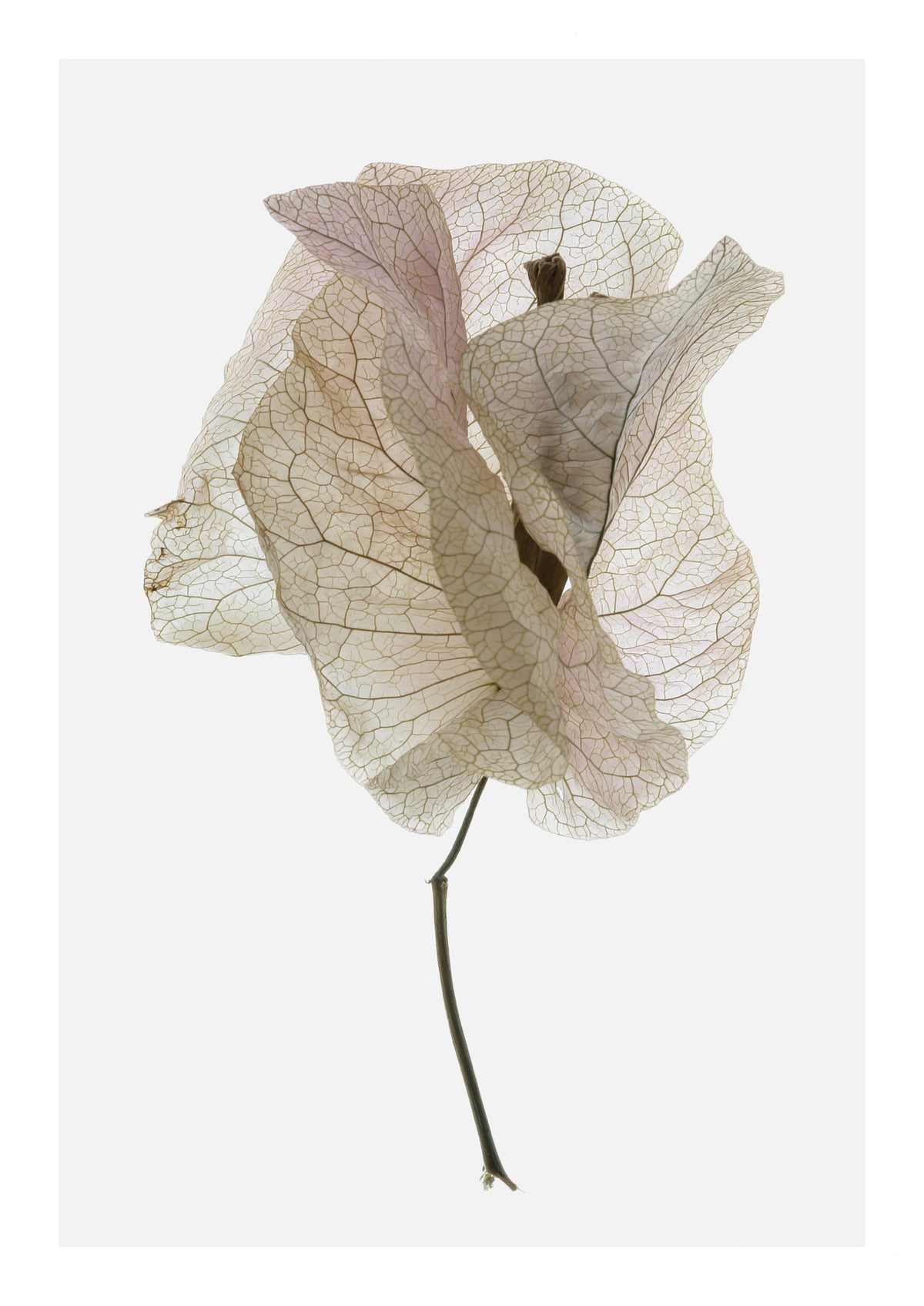 canvas-print-petal-whisper