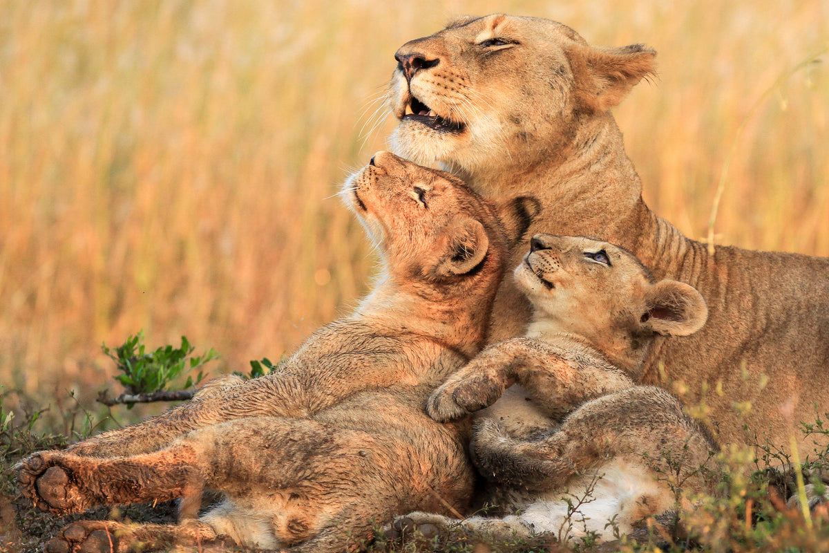 framedposter-print-mothers-love-x