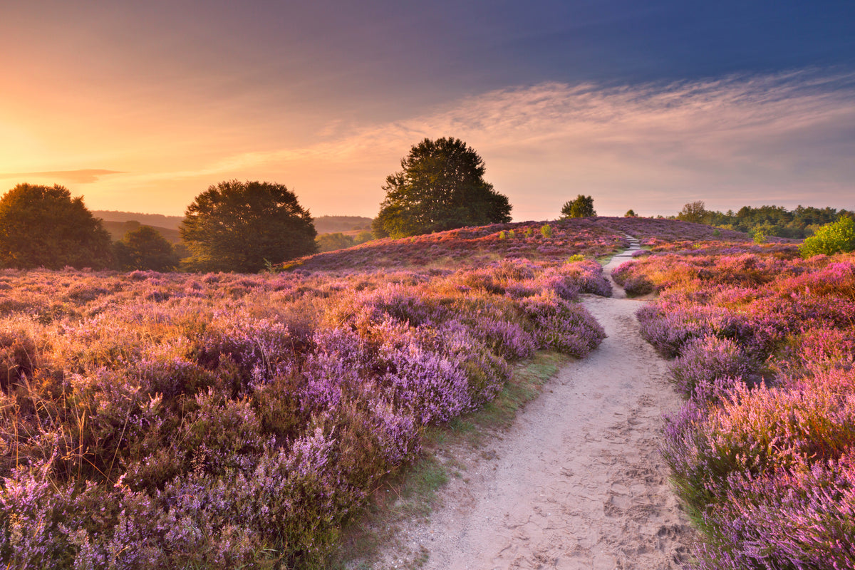 modern-3-piece-canvas-print-field-of-purple-flowers