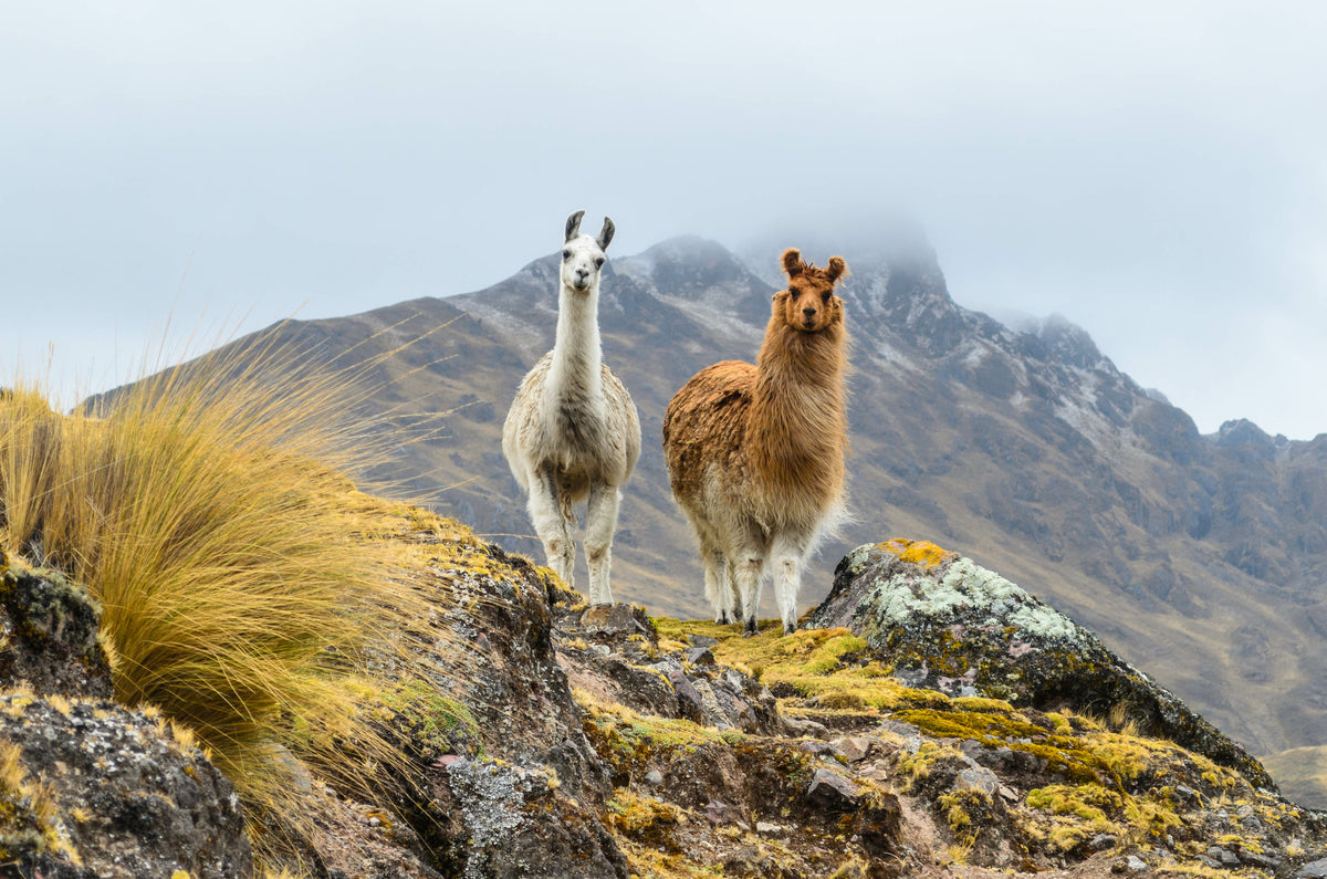 poster-print-the-gentle-face-of-the-andes