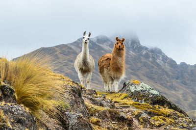 poster-print-the-gentle-face-of-the-andes