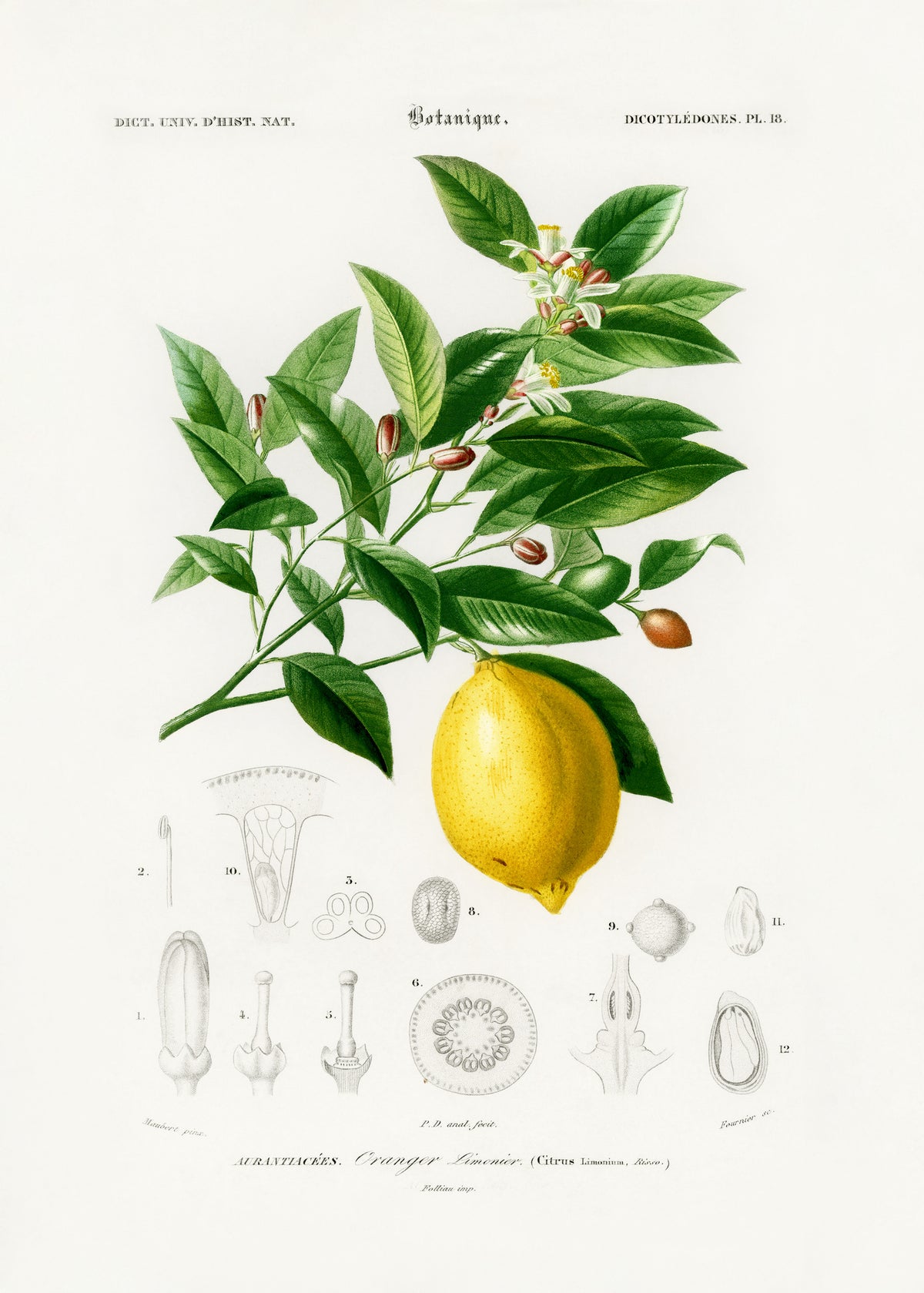 poster-print-lemon-citrus-limonium