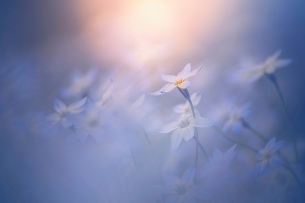 aluminium-print-in-the-pale-light-x