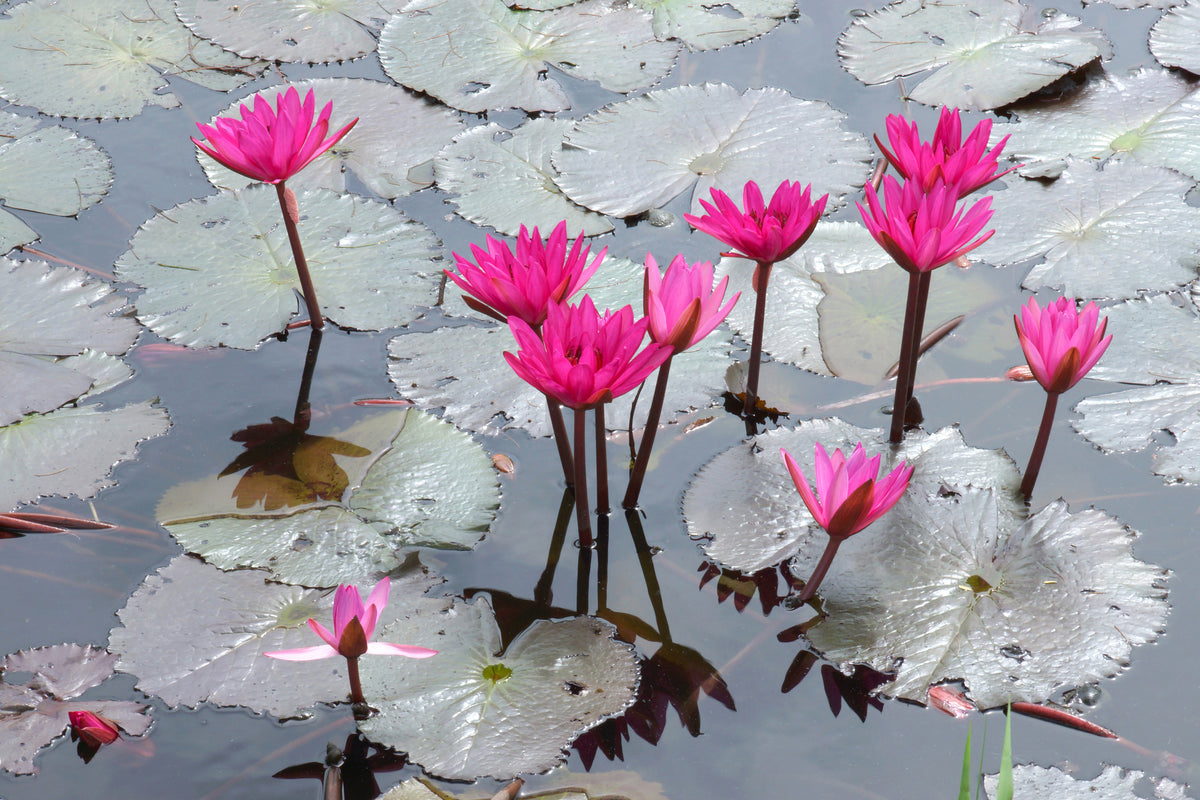 canvas-print-jump-in-the-lily-pond