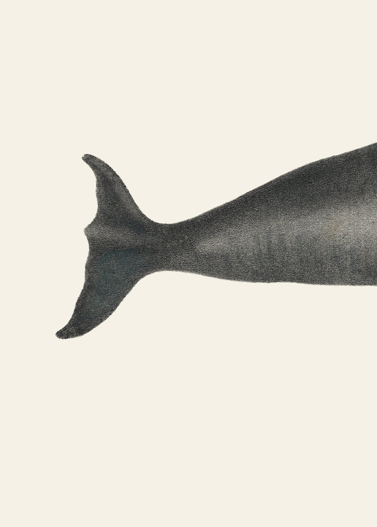acrylic-print-whale-tight-crop-i-handcolored-sealife-lithograph-1824