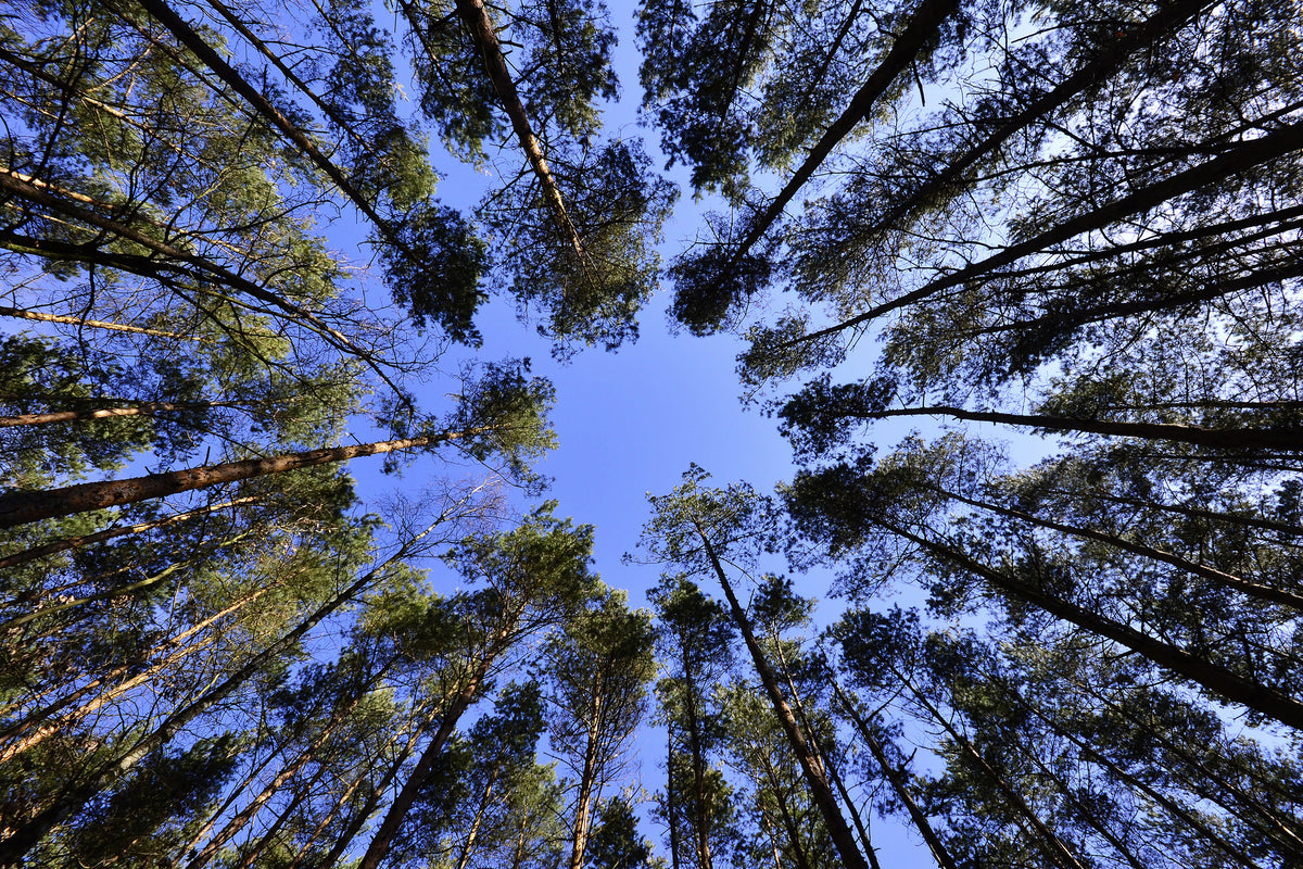 3-piece-aluminium-print-under-high-treetops