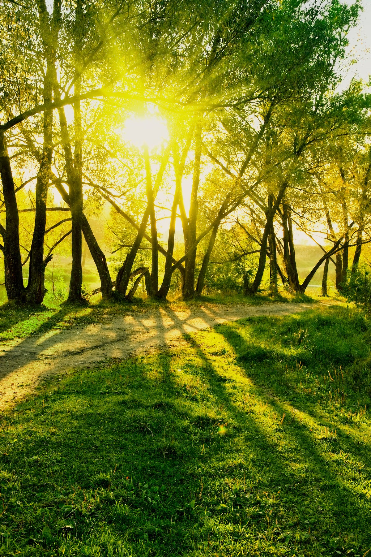 aluminium-print-forest-path-in-sunlight