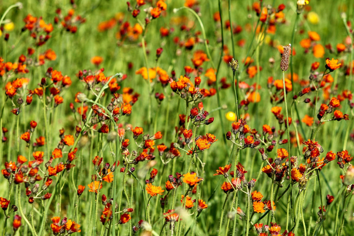 3-piece-acrylic-print-hawkweeds