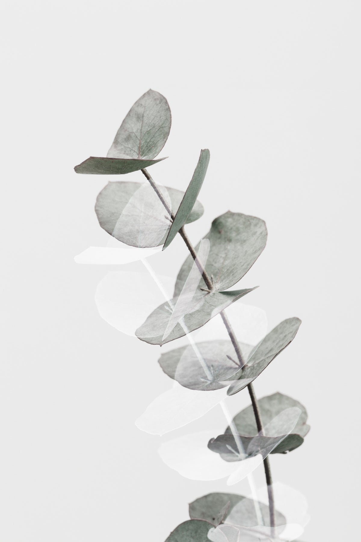 framedposter-print-eucalyptus-creative-05