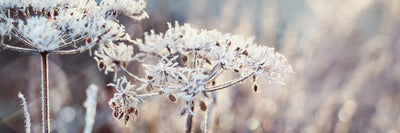 panoramic-poster-print-hoar-frost