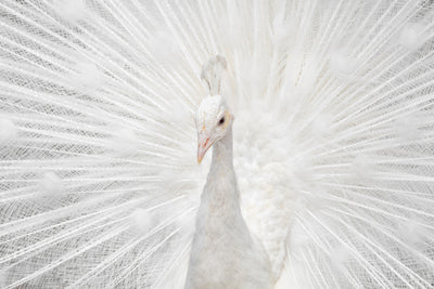 poster-print-splendid-whitie