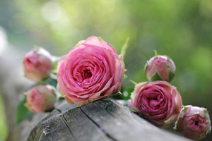 aluminium-print-bush-roses