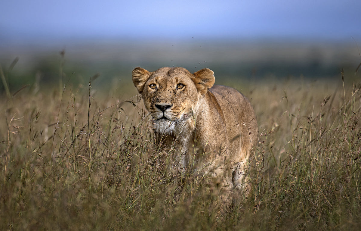 aluminium-print-on-the-prowl