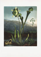 canvas-print-american-bog-plants-from-the-temple-of-flora-1807
