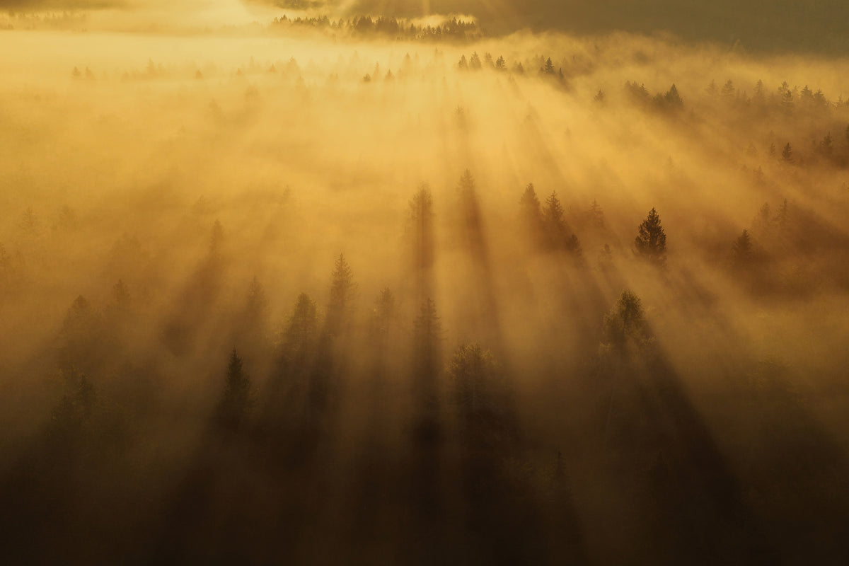 canvas-print-morning-in-the-forest-xil