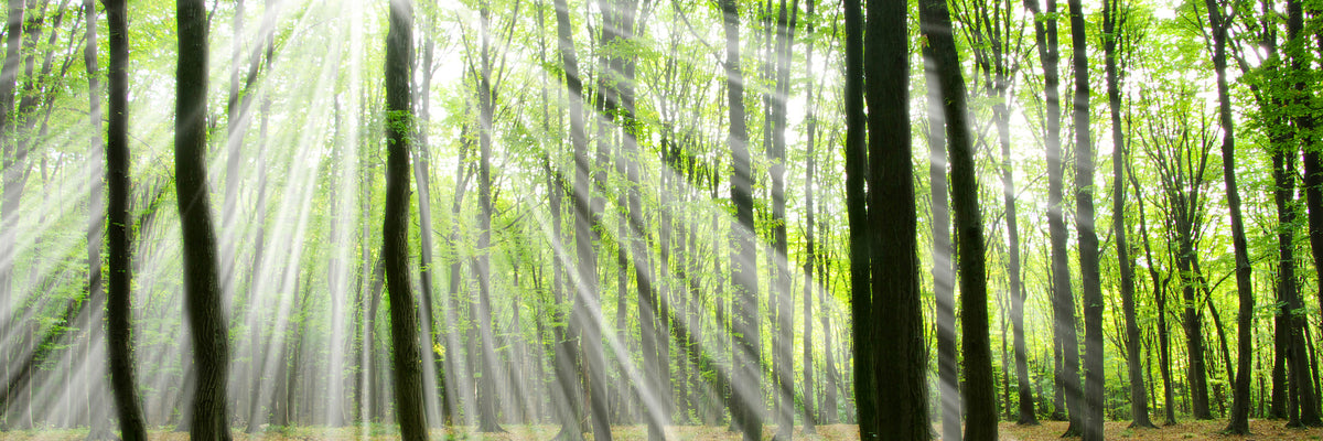 panoramic-acrylic-print-magic-light-in-the-trees-panorama