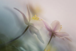 framedposter-print-gentle