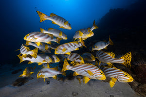 aluminium-print-fish-in-the-dance-of-the-waves