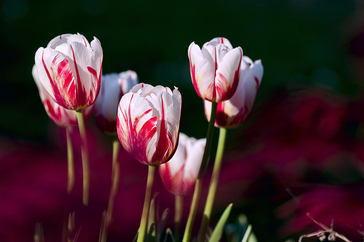 framedcanvas-print-the-beauty-of-the-tulips