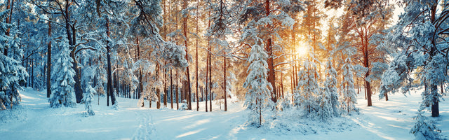 panoramic-3-piece-canvas-print-silent-trail-in-the-white-forest