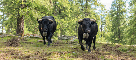 poster-print-herens-fighting-cows-with-bells