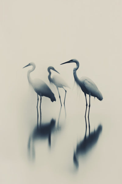 poster-print-ethereal-egrets
