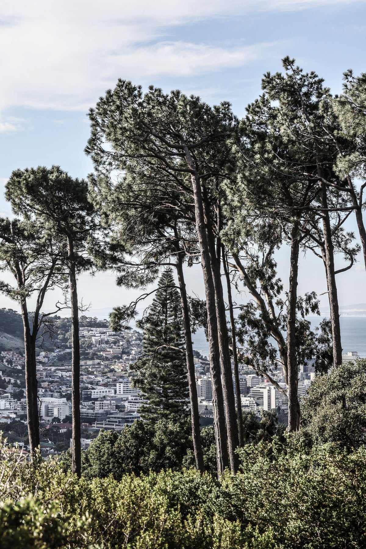 framedcanvas-print-city-pines