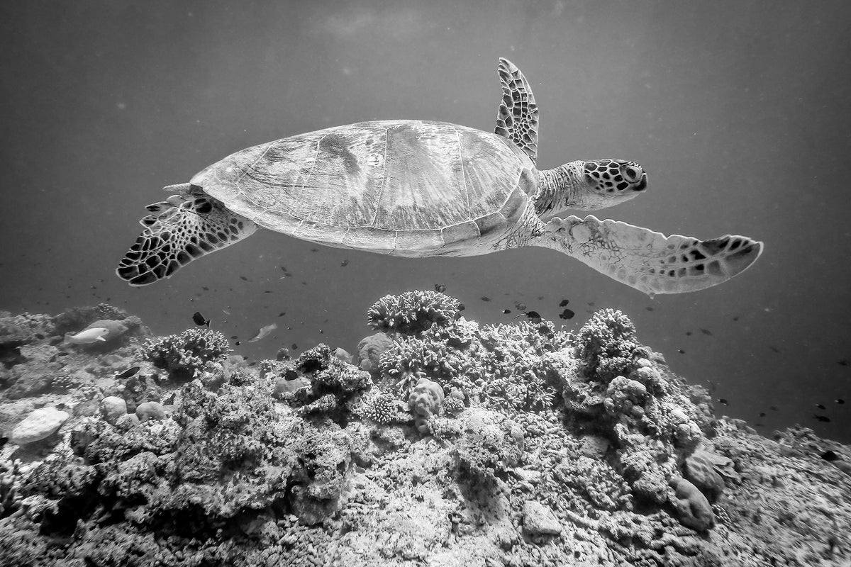 acrylic-print-sea-turtle-at-sipadan-x