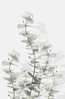 canvas-print-eucalyptus-creative-15