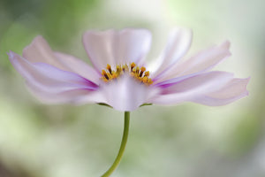 framedcanvas-print-cosmos-cloud