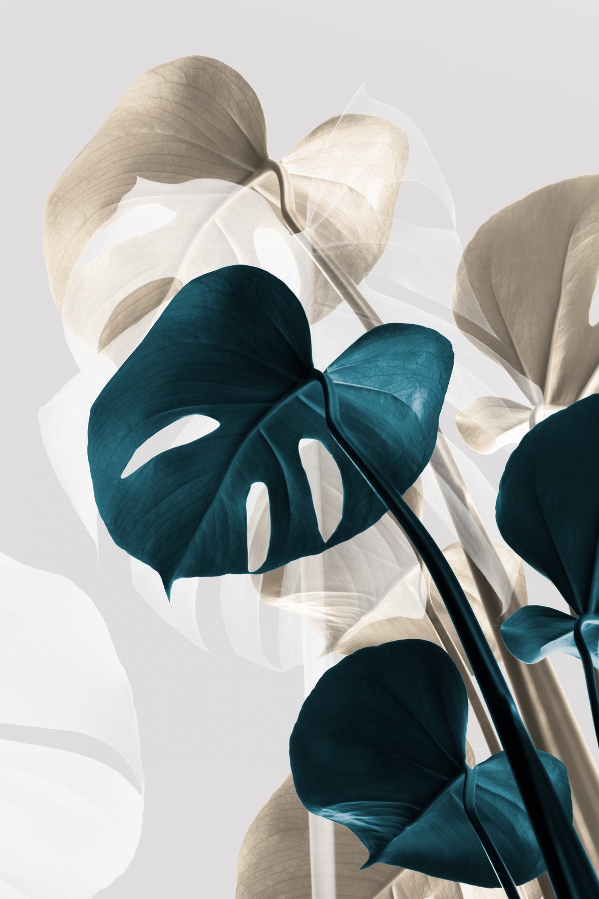 poster-print-monstera-creative-10