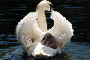 framedcanvas-print-mom-and-baby-swan