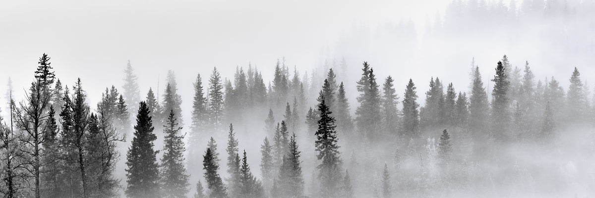 panoramic-aluminium-print-foggy-forest-panorama