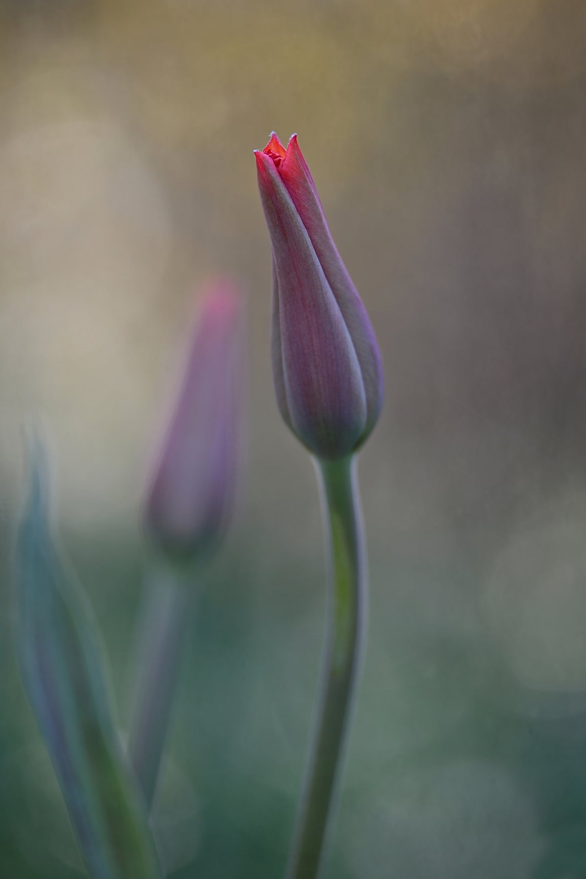 canvas-print-desire-ii