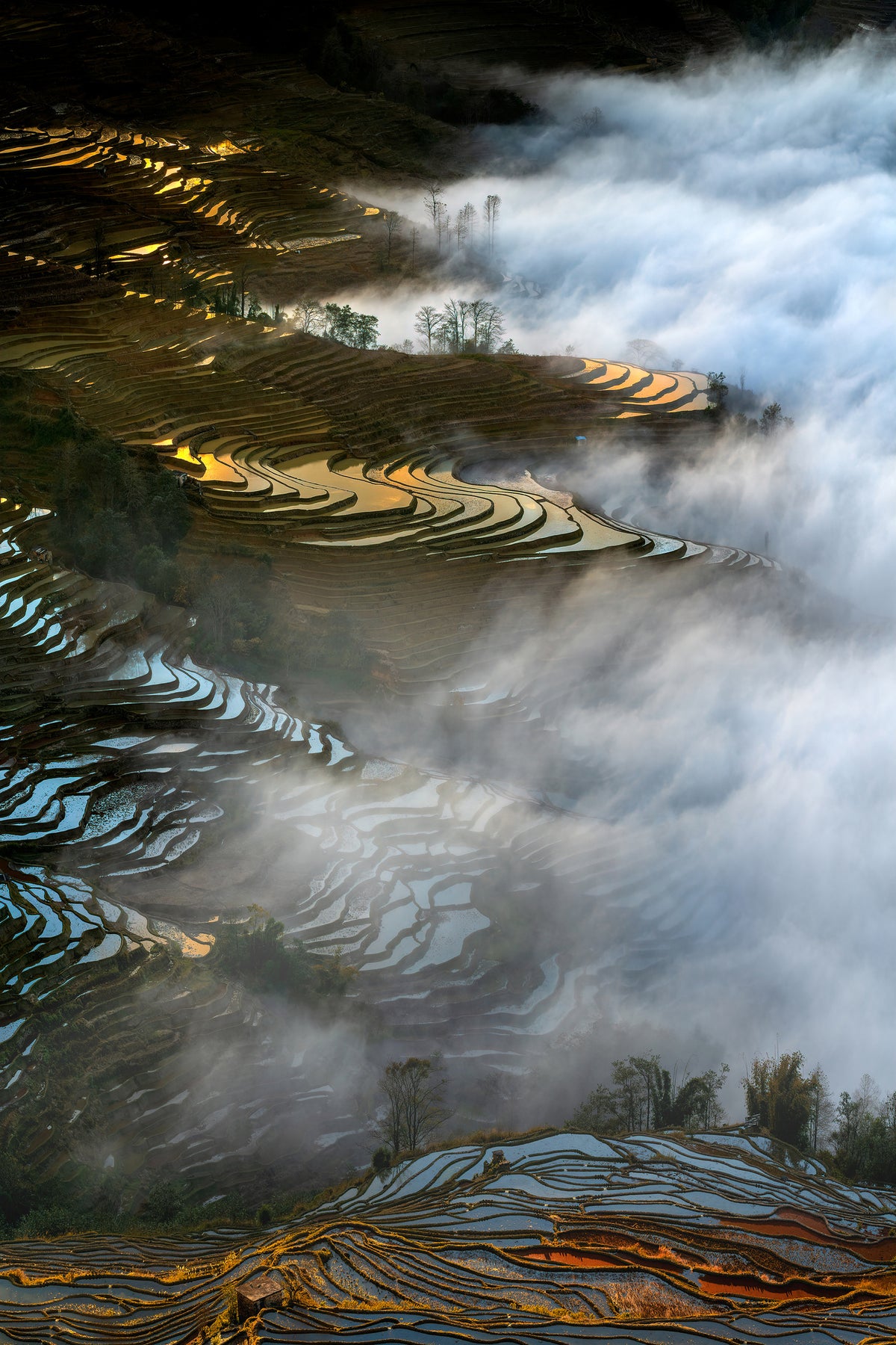 aluminium-print-colorful-rice-terraces