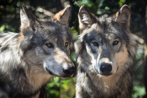 3-piece-canvas-print-2-wolves