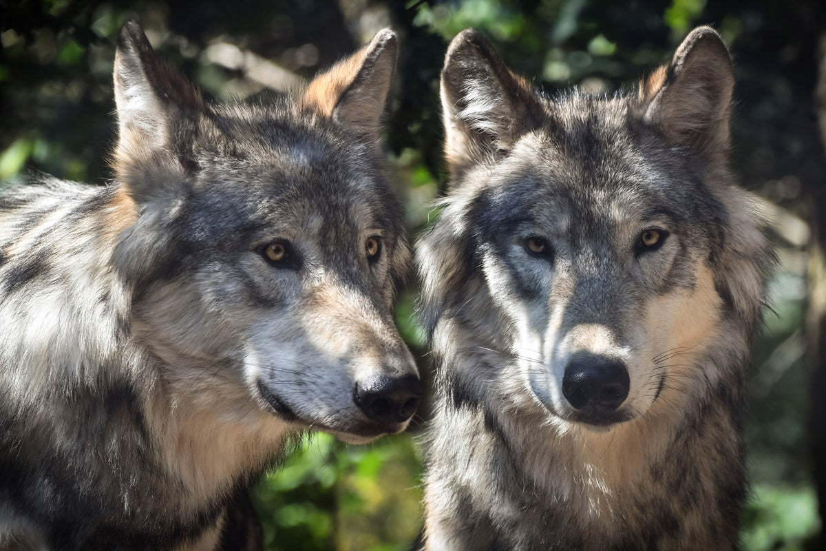3-piece-canvas-print-2-wolves