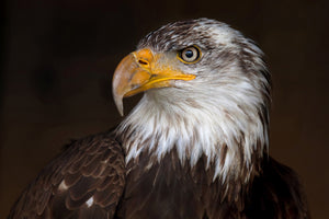 3-piece-acrylic-print-caged-eagle
